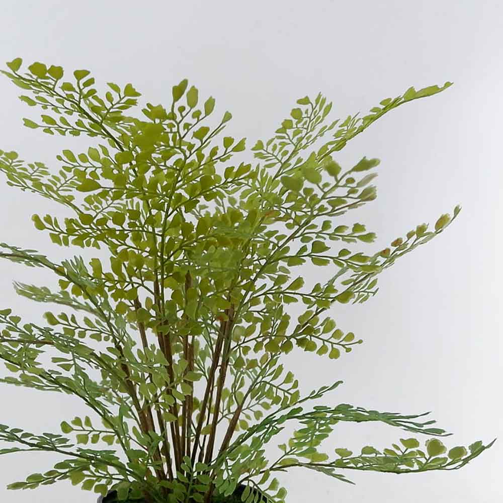 MC22-11936J Fern