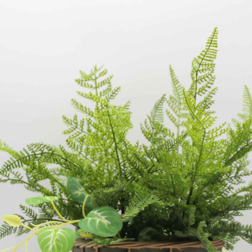 MC0191 Fern