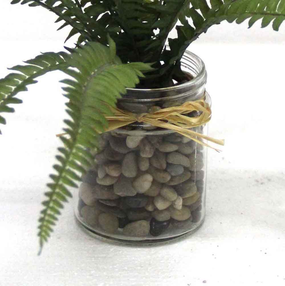 MC2668 Fern