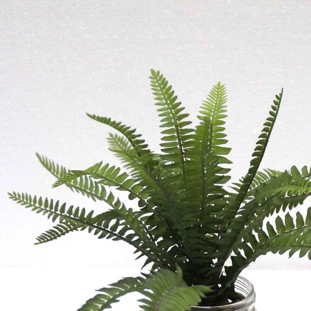 MC2668 Fern