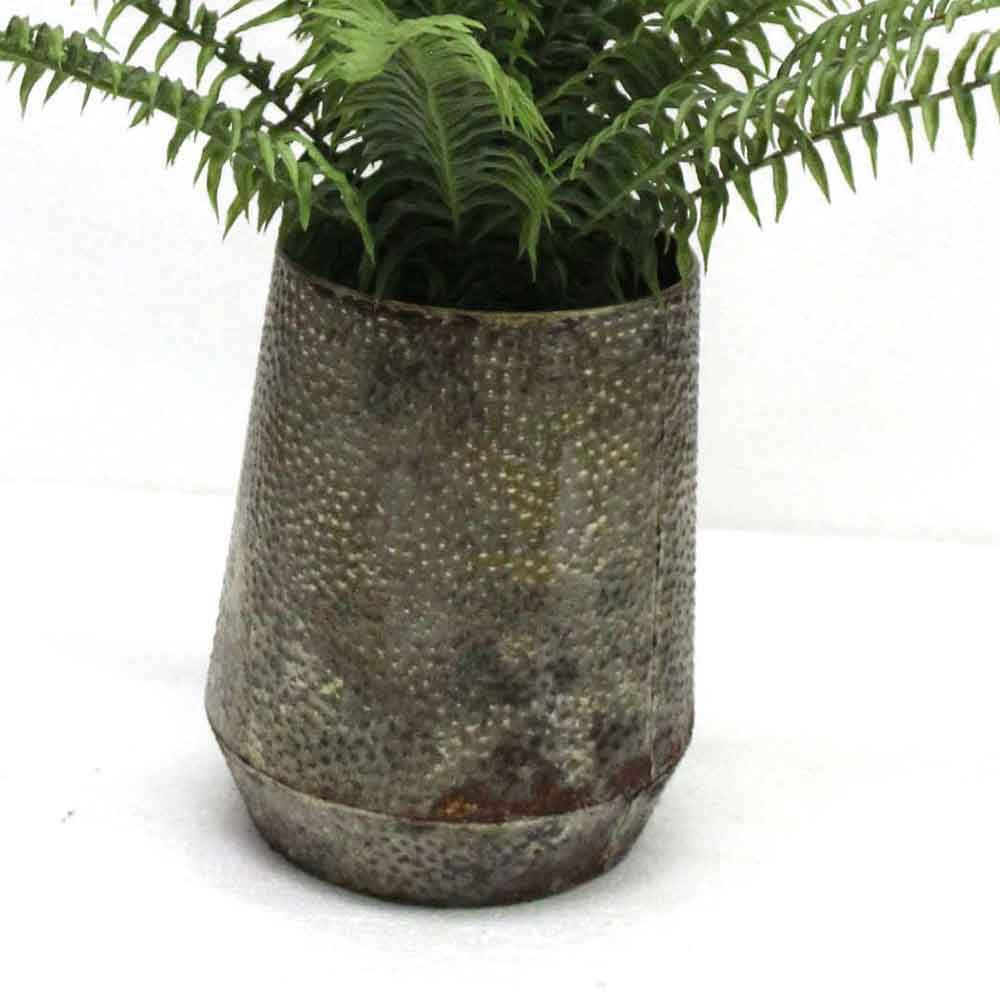 MC2676 Fern