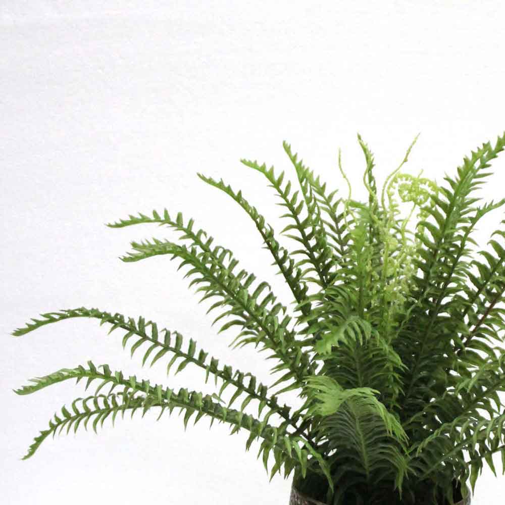 MC2676 Fern
