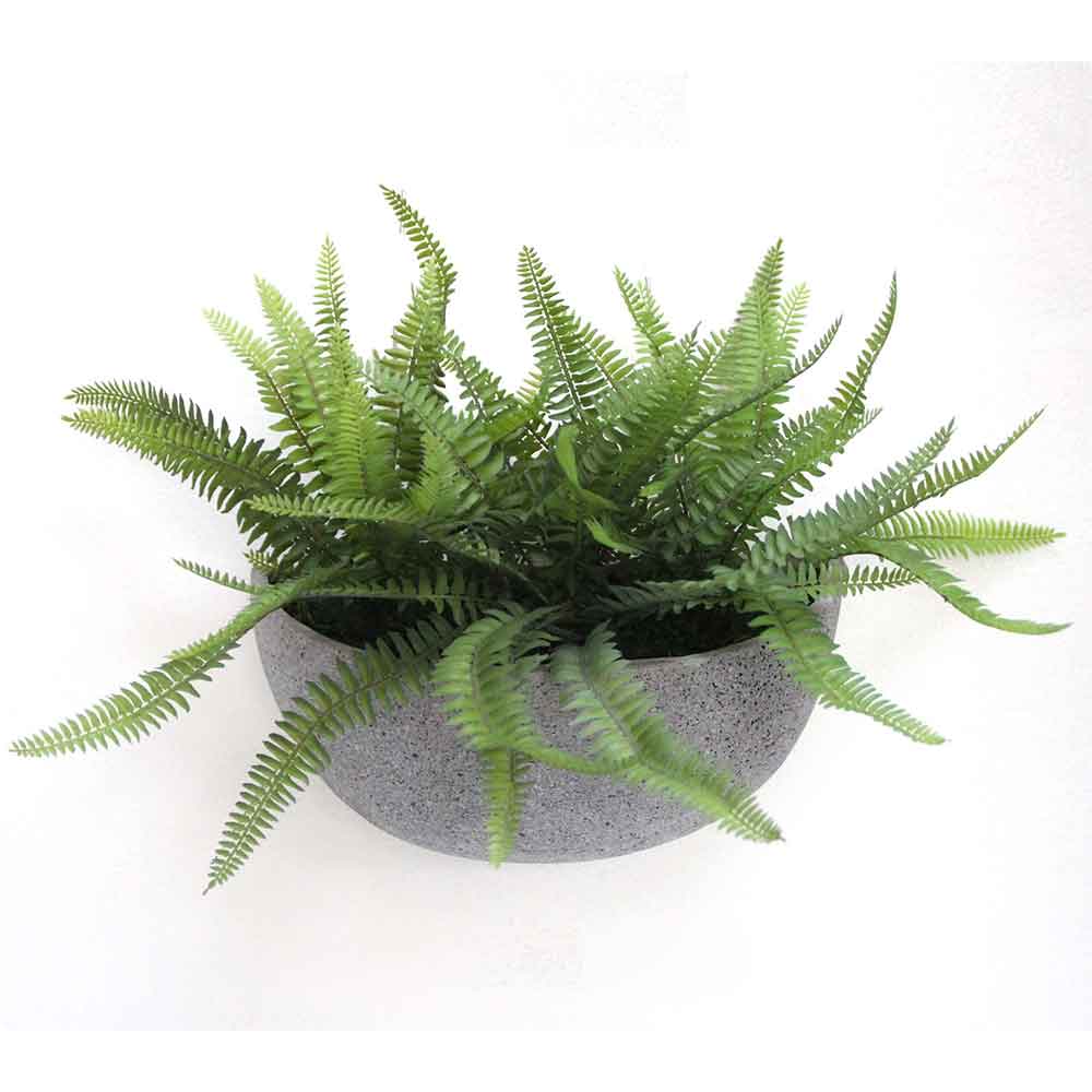 MC2786 Fern