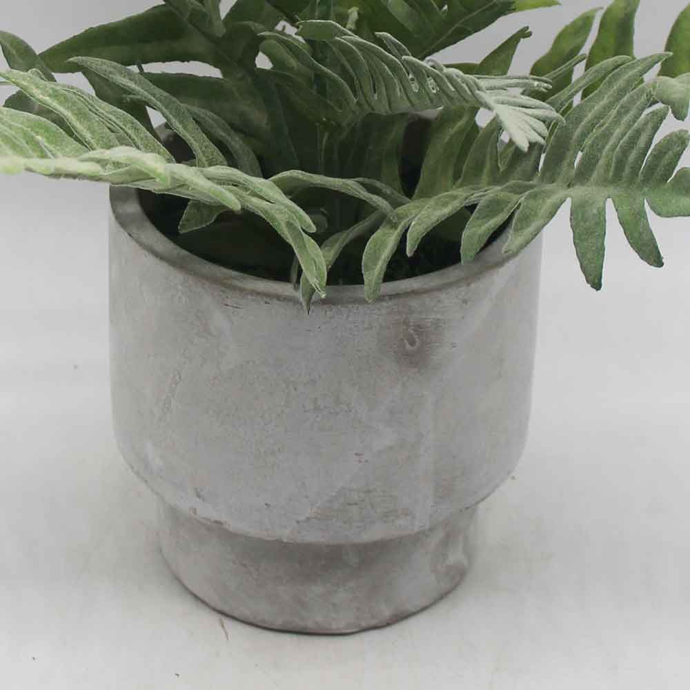 MC3476 Fern