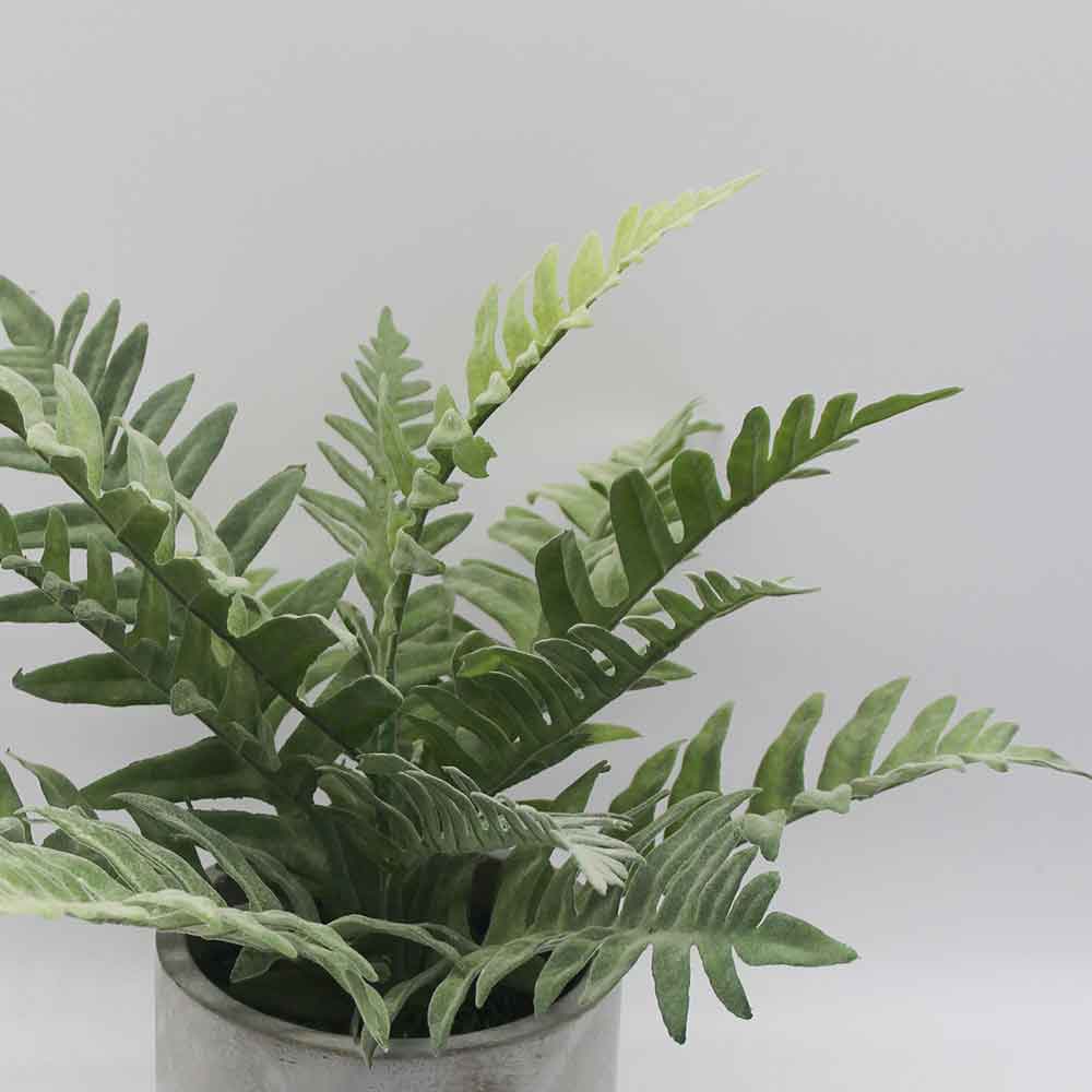 MC3476 Fern