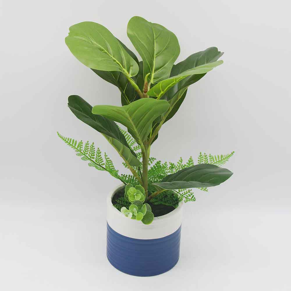 MC0169 Ficus lyrate