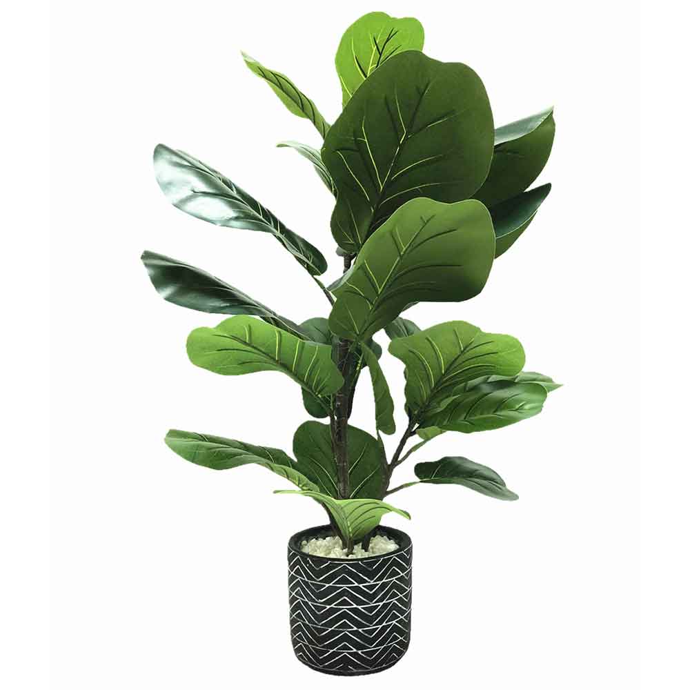 MC2304 Ficus lyrate
