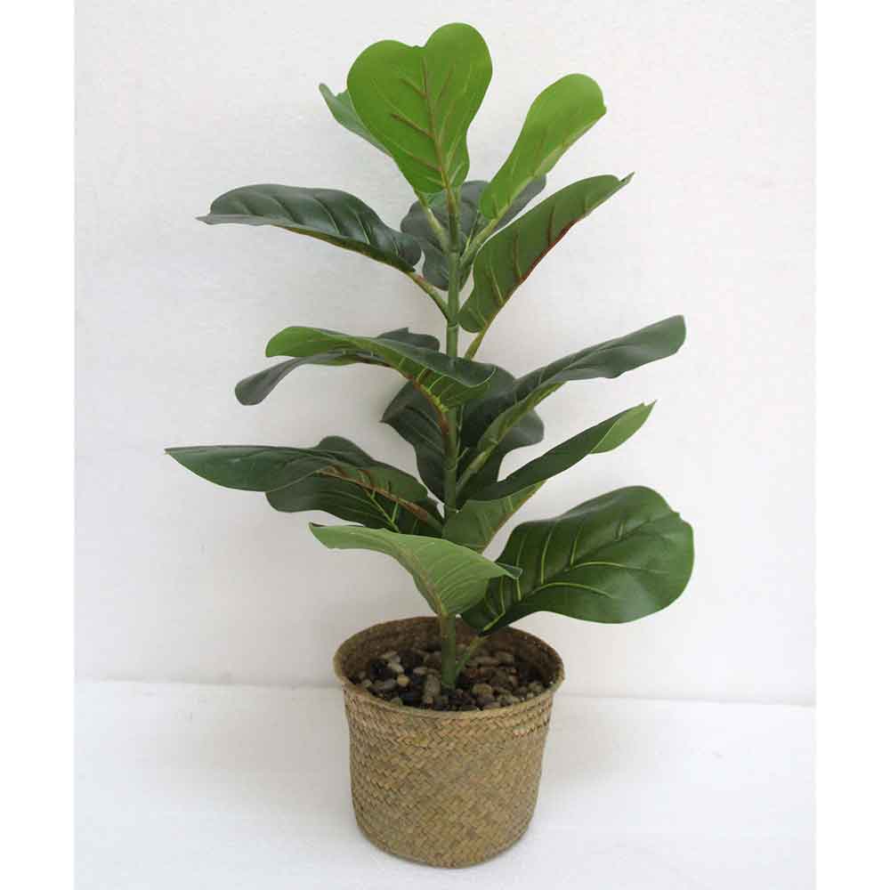 MC2612 Ficus lyrate