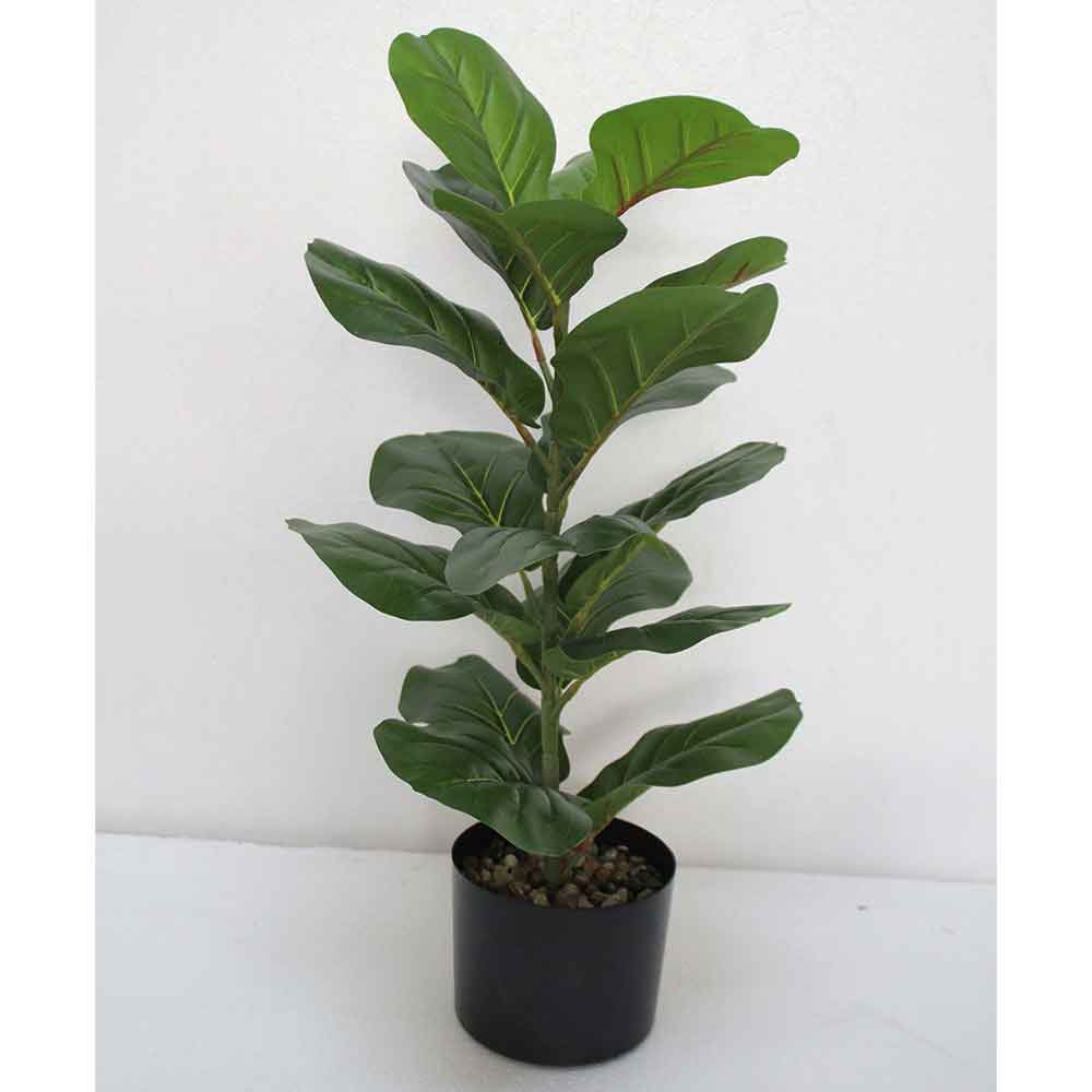 MC2624 Ficus lyrate