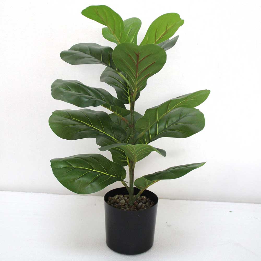 MC2625 Ficus lyrate