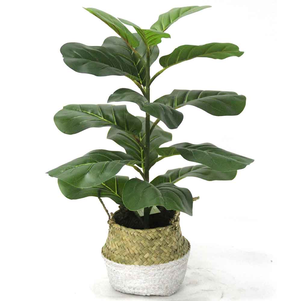 MC2722 Ficus lyrate