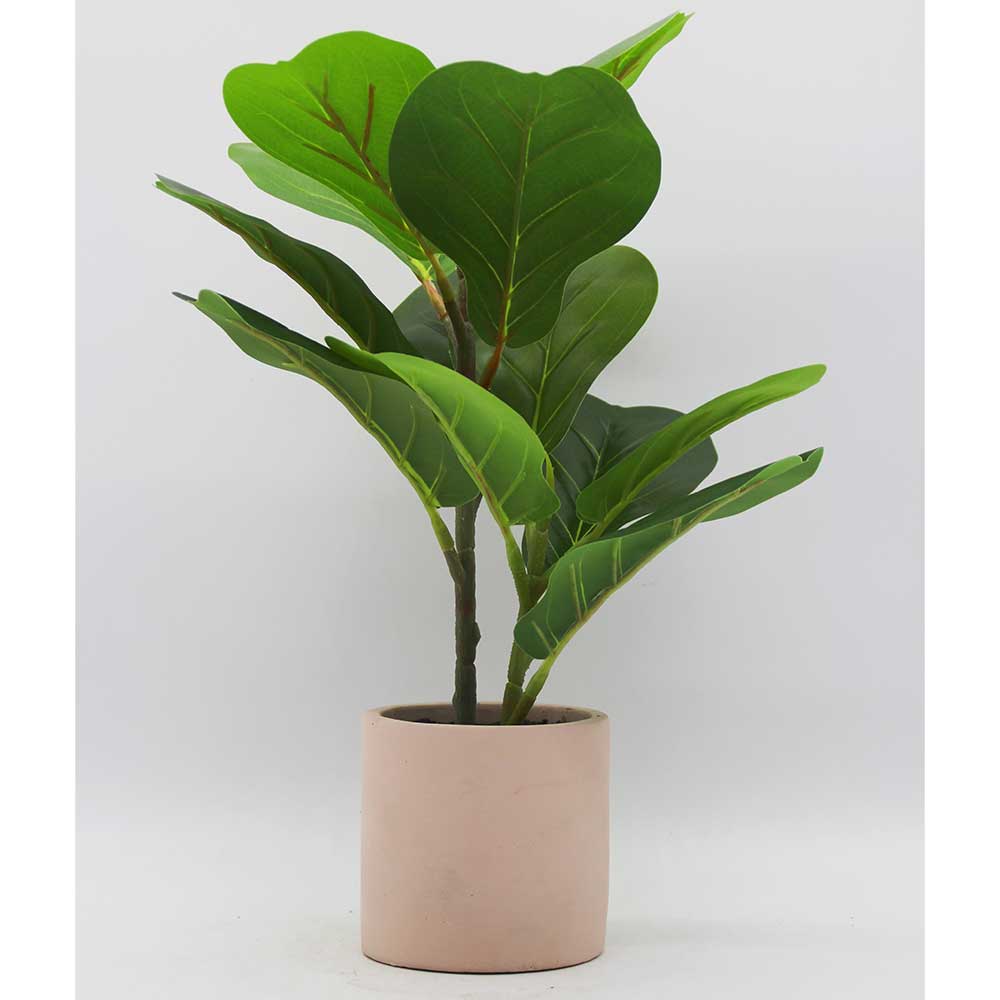 MC3428 Ficus lyrate