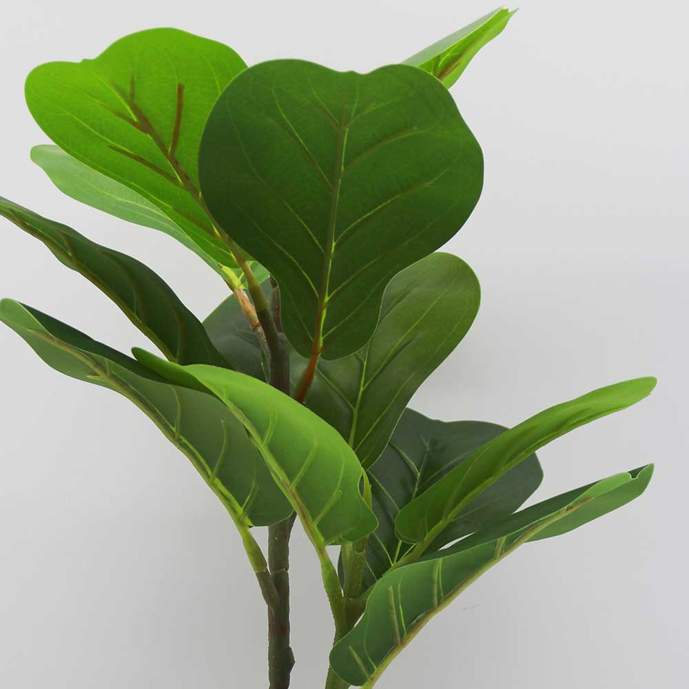 MC3428 Ficus lyrate