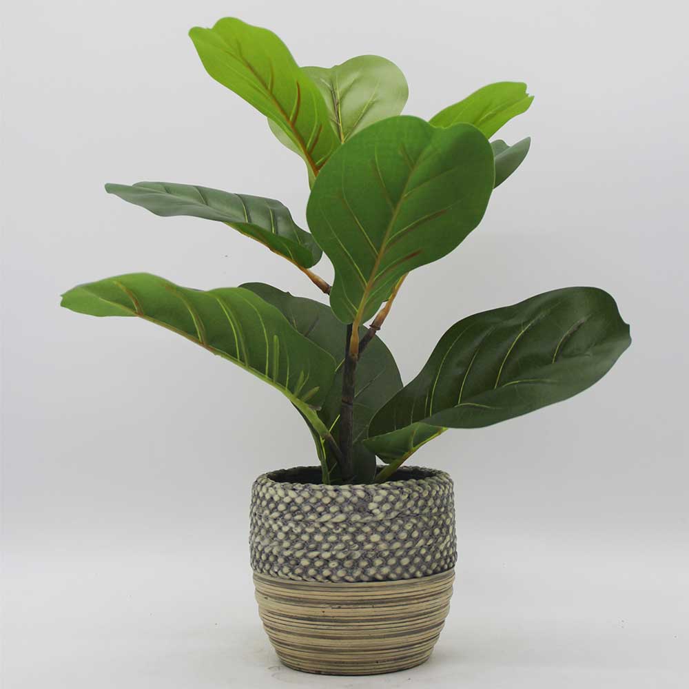 MC3429 Ficus lyrate