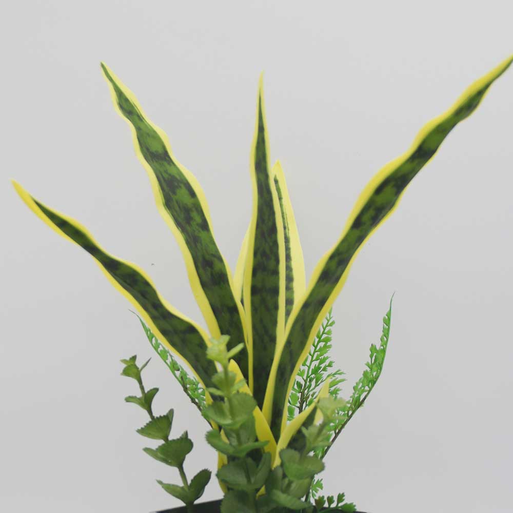 MC0142 Sansevieria