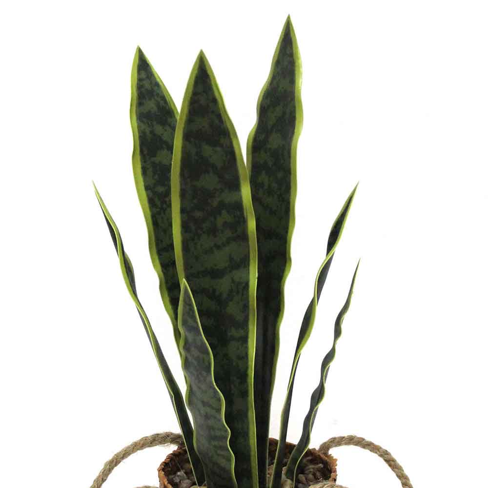 MC2569 Sansevieria