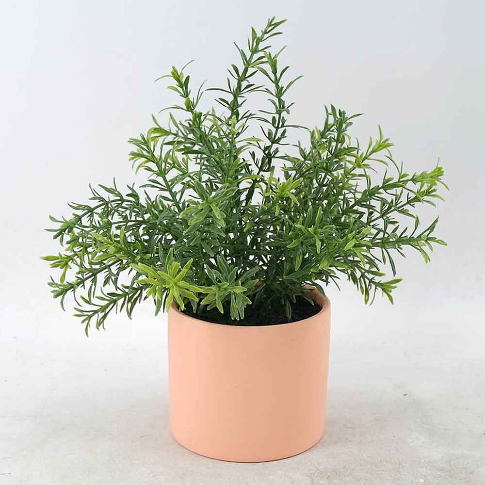 MC21-11344P Rosemary