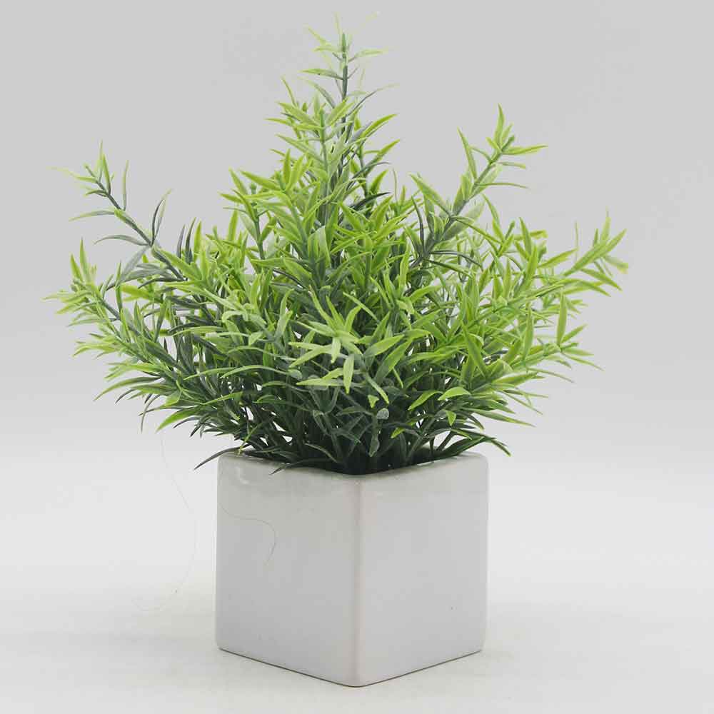 MC0267 Rosemary