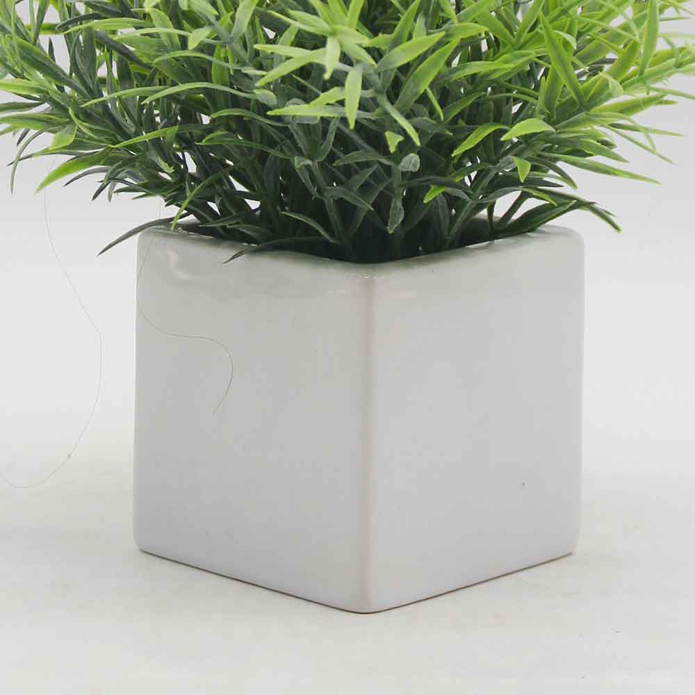 MC0267 Rosemary