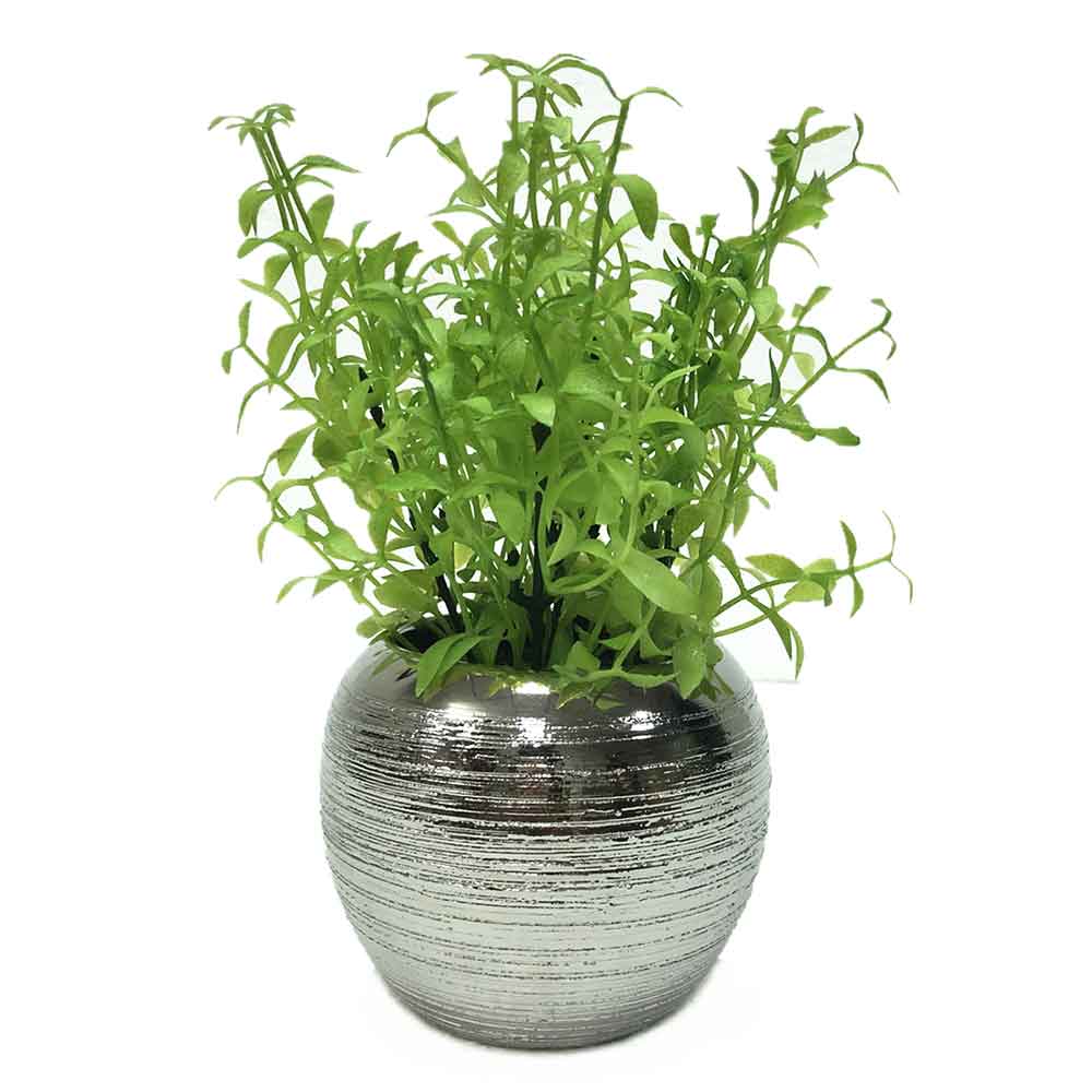 MC2297 Rosemary