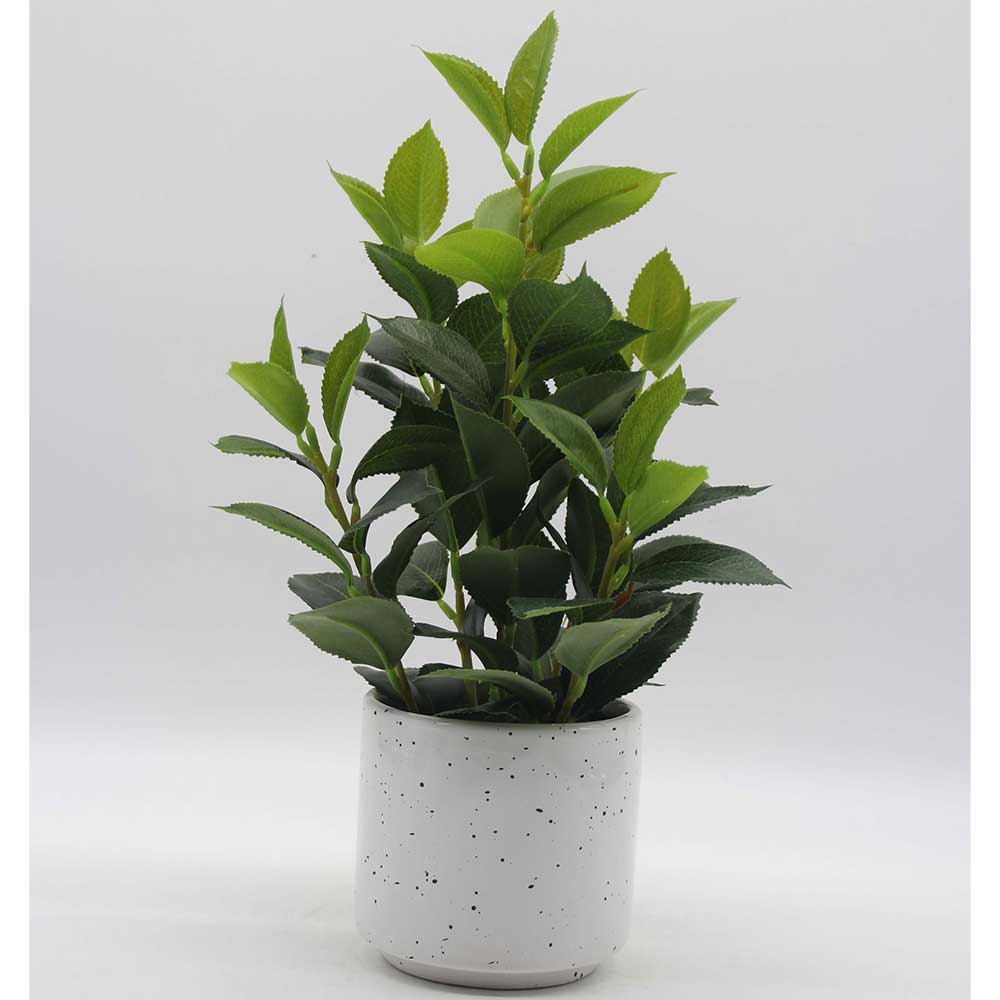 MC0210 Laurel