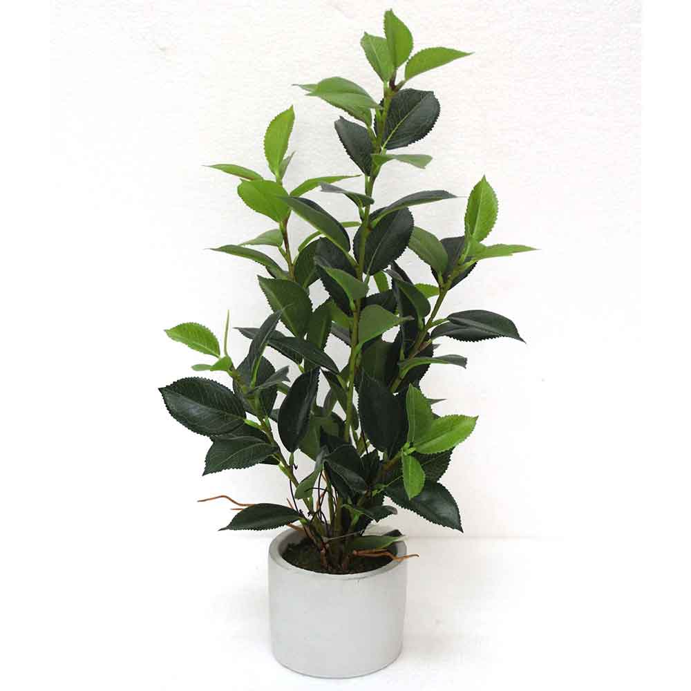 MC2575 Laurel