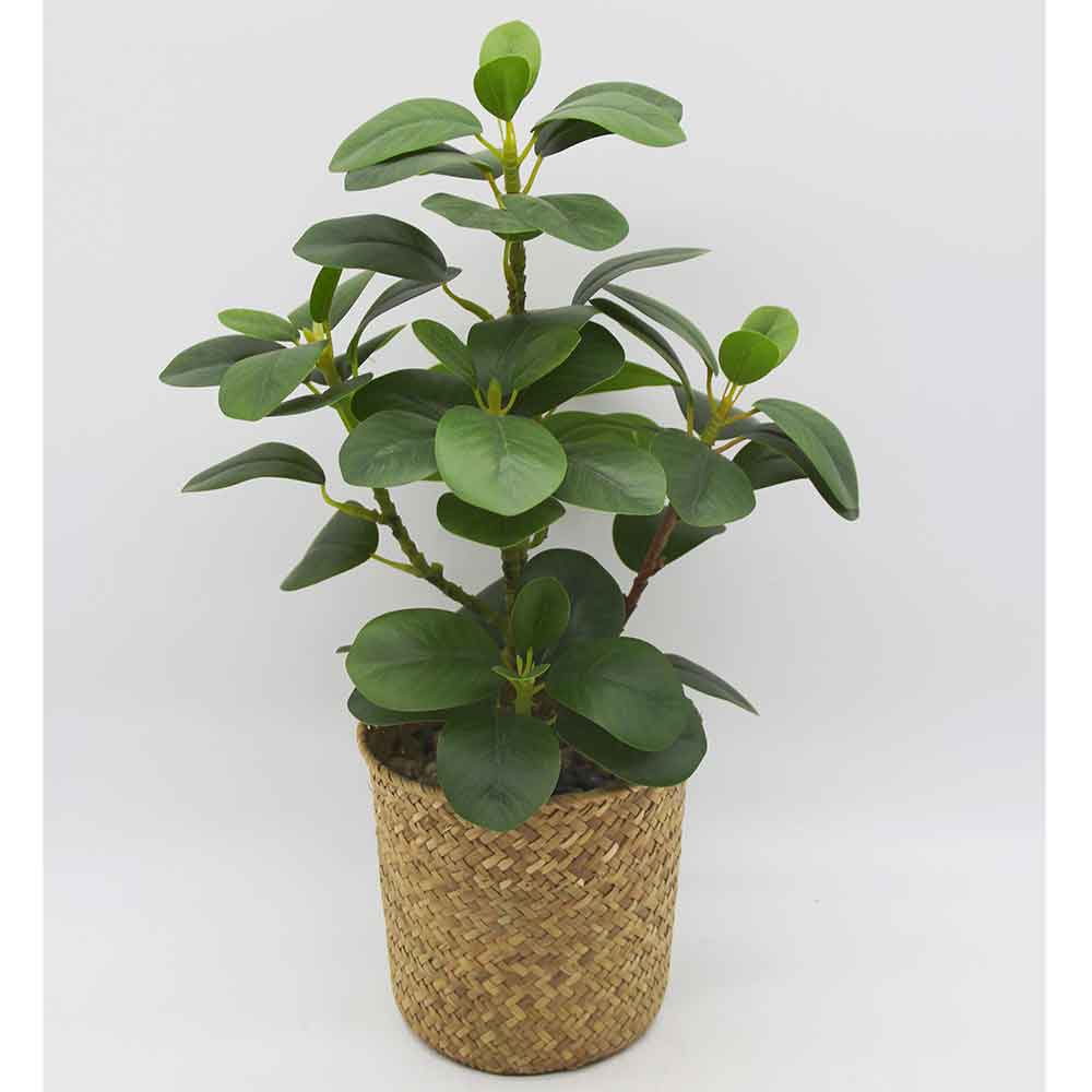 MC3431 Laurel