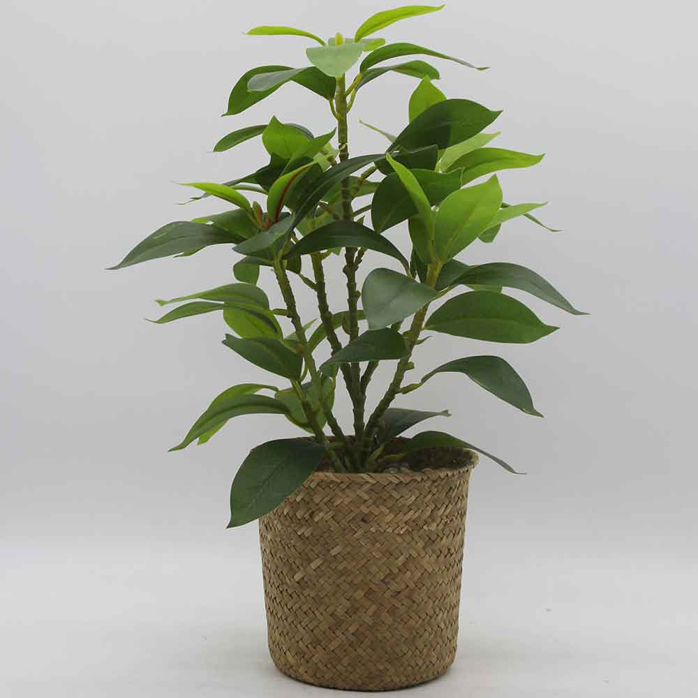 MC3432 Laurel