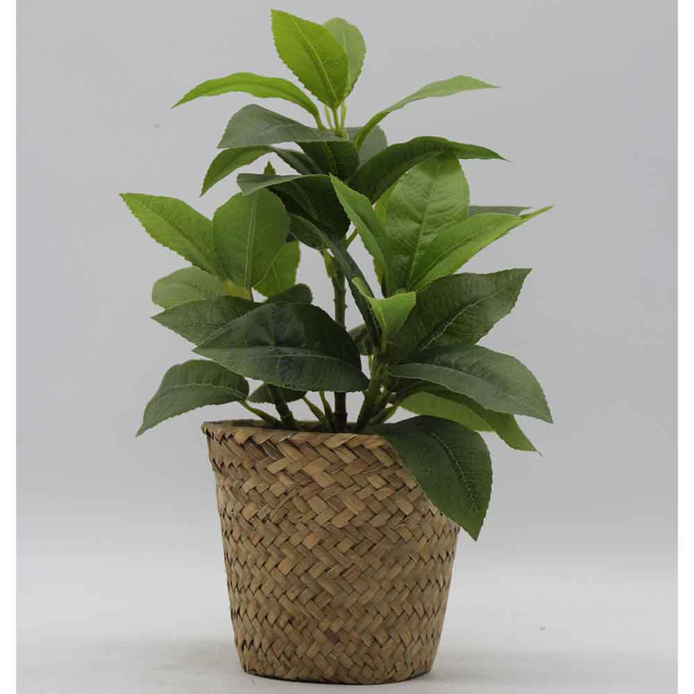 MC3434 Laurel
