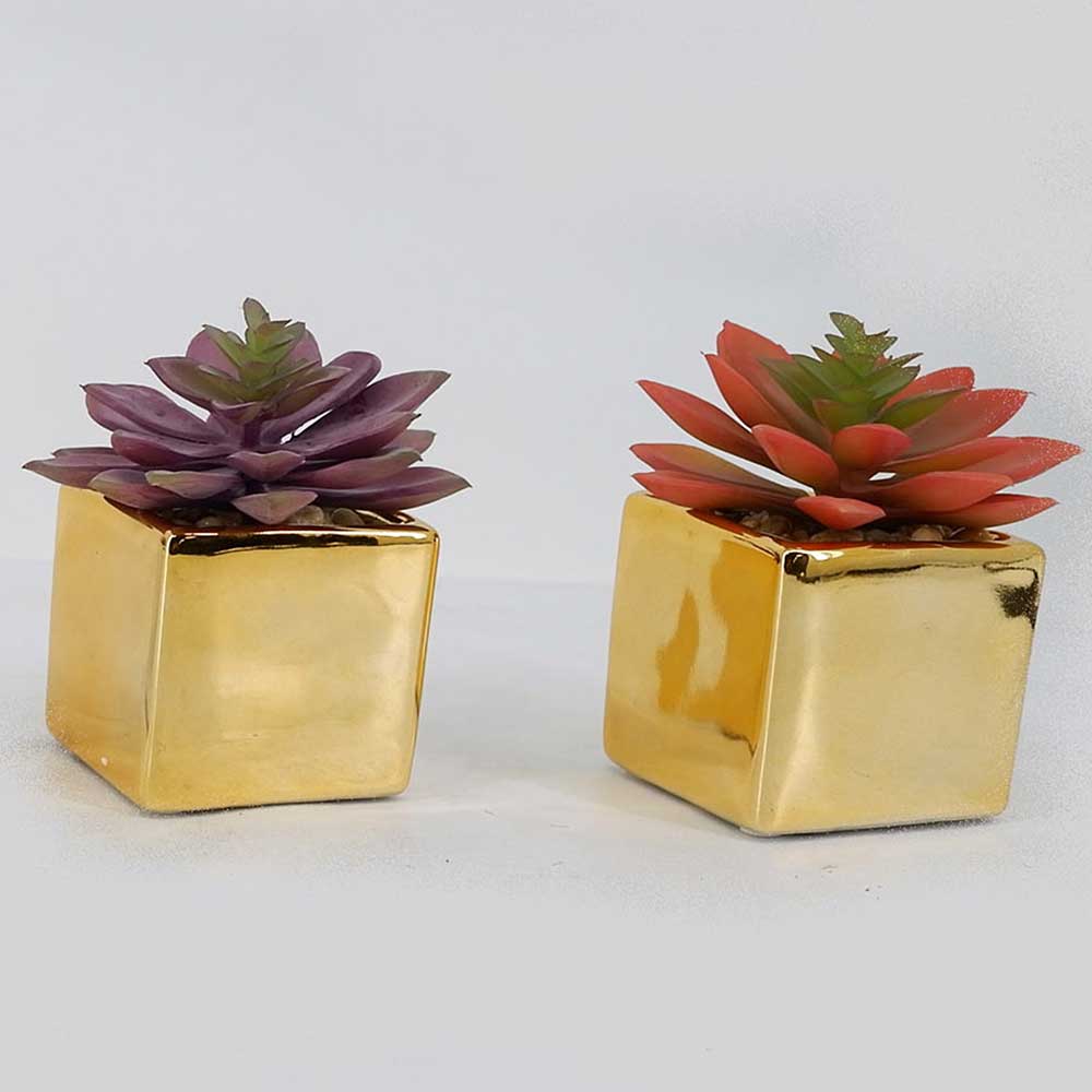 MC19-7867P Succulent Lotus