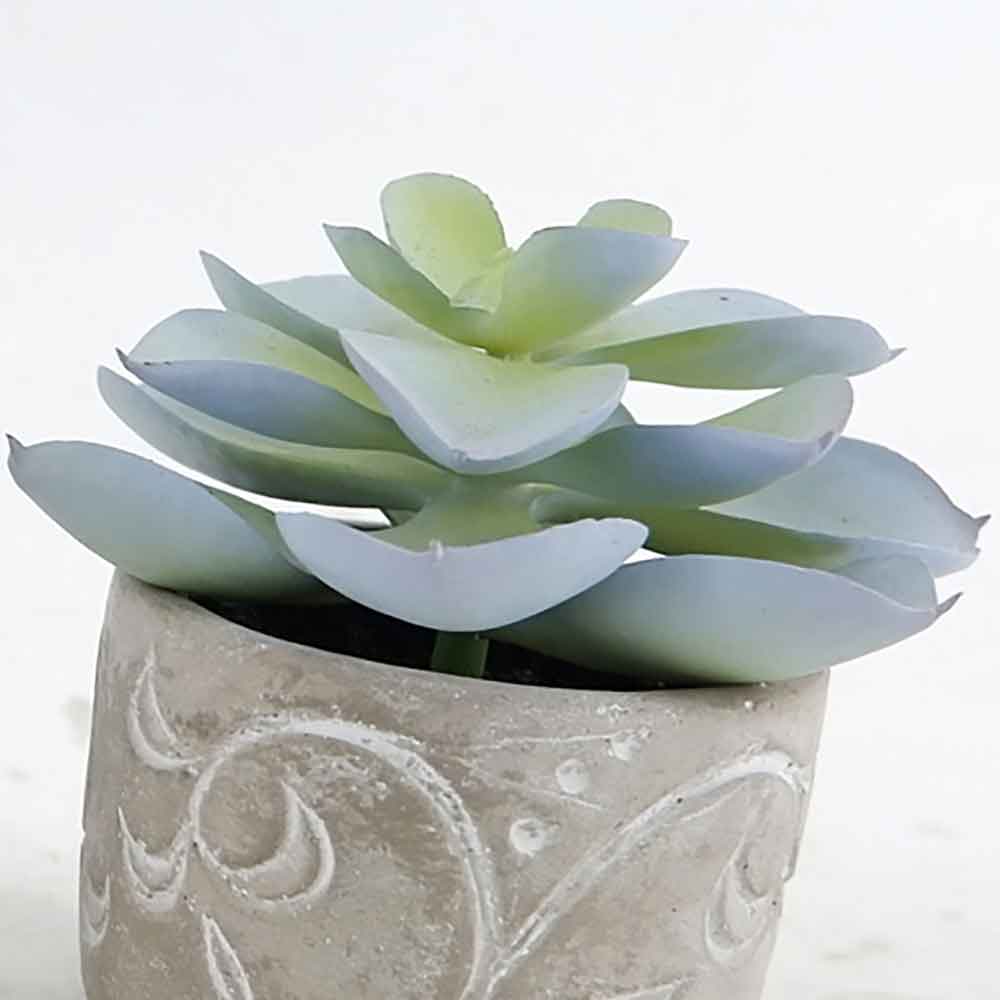 MC20-8528S Succulent Lotus