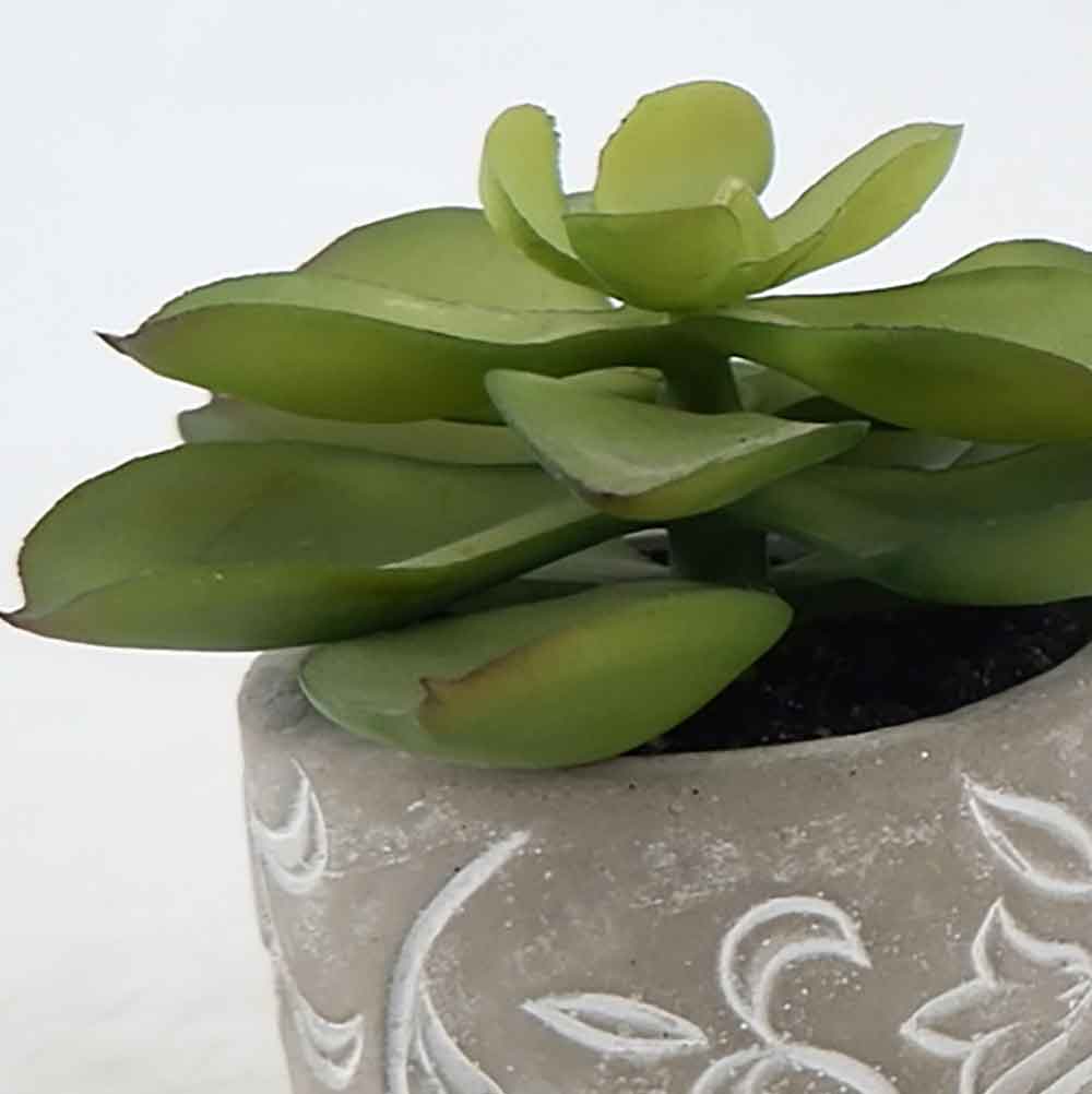 MC20-8528S Succulent Lotus