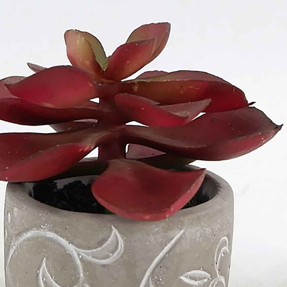 MC20-8528S Succulent Lotus