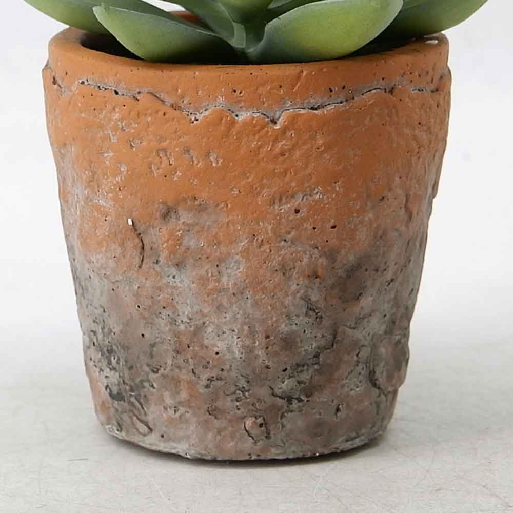MC20-9788P Succulent Lotus