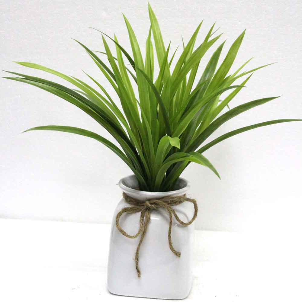 MC2687 Grass