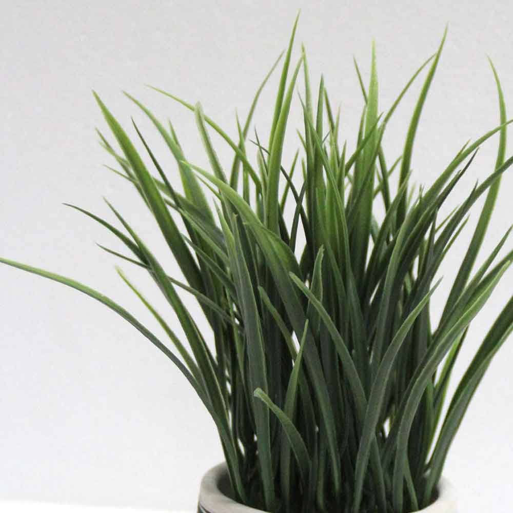 MC2792 Grass