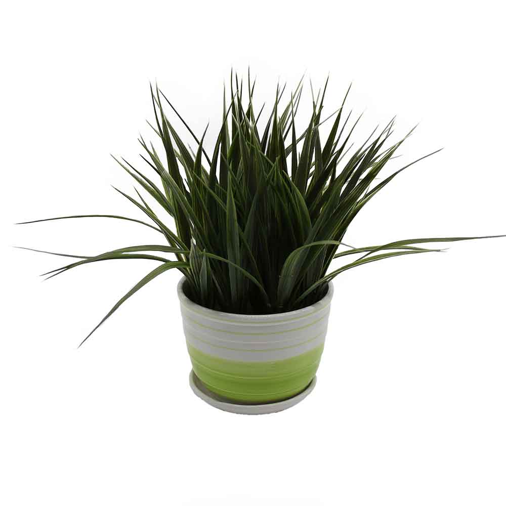 MC2977 Grass