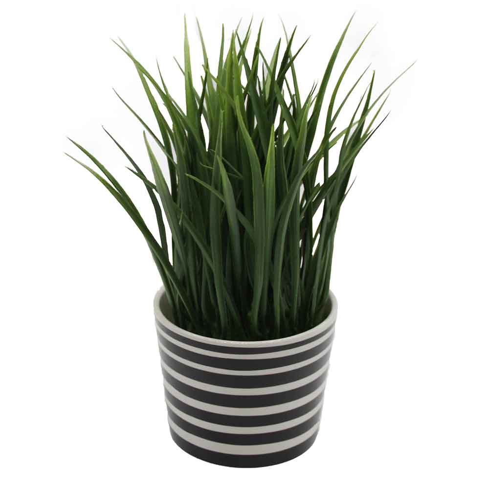 MC2979 Grass