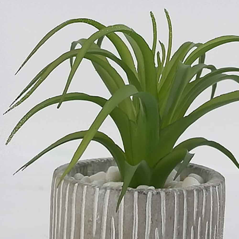 MC17-3406S Succulent Single