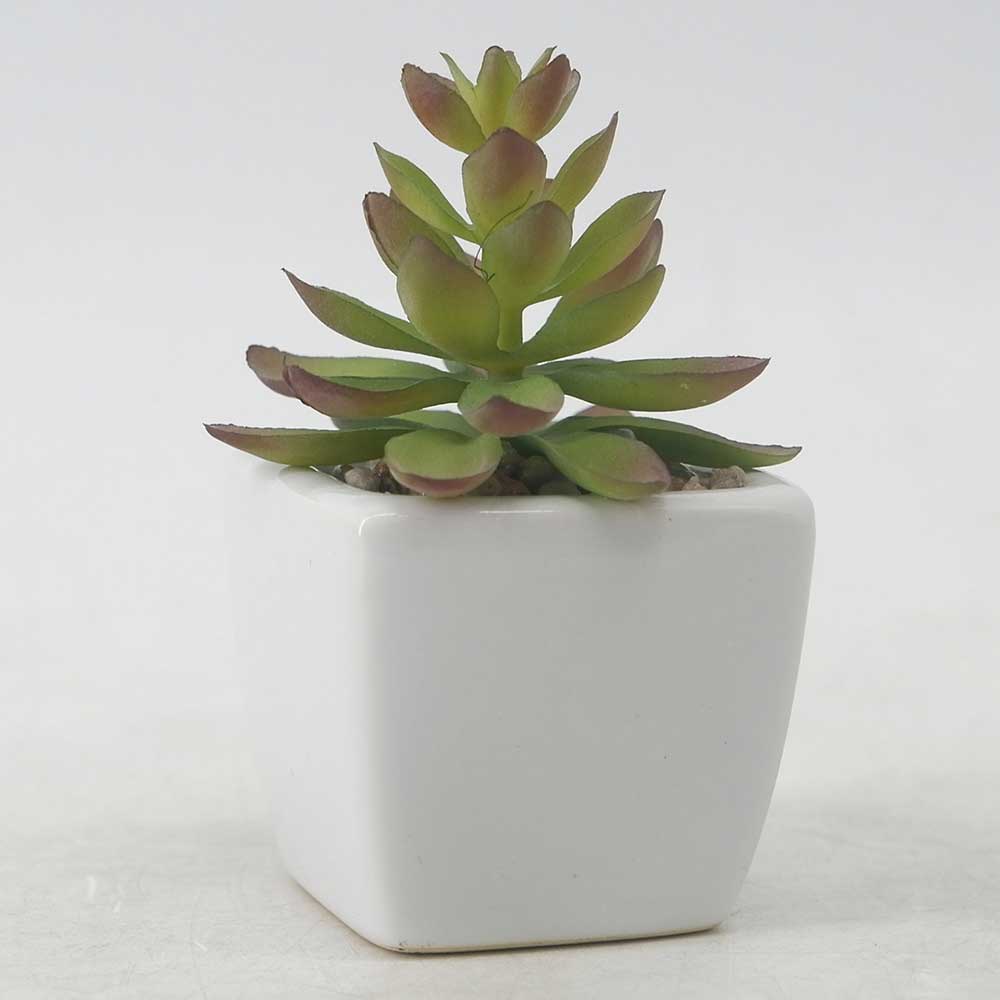 MC19-7719P Succulent Single