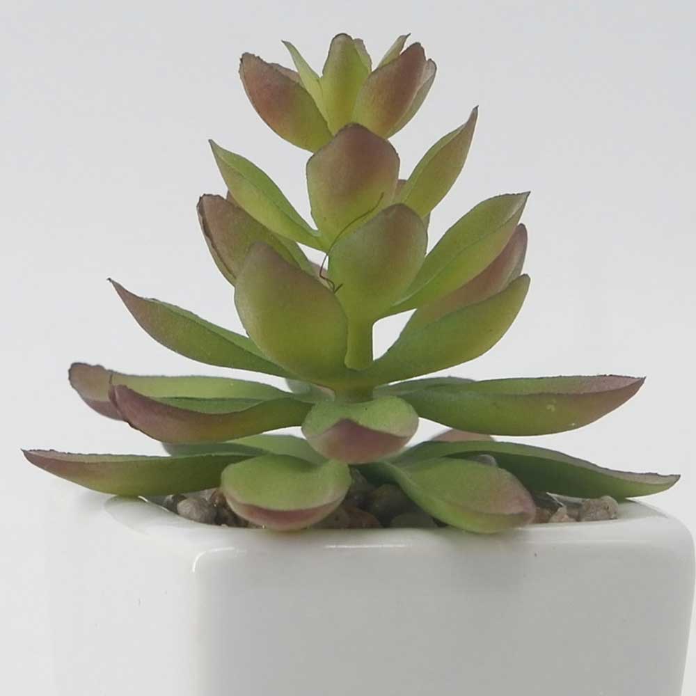 MC19-7719P Succulent Single