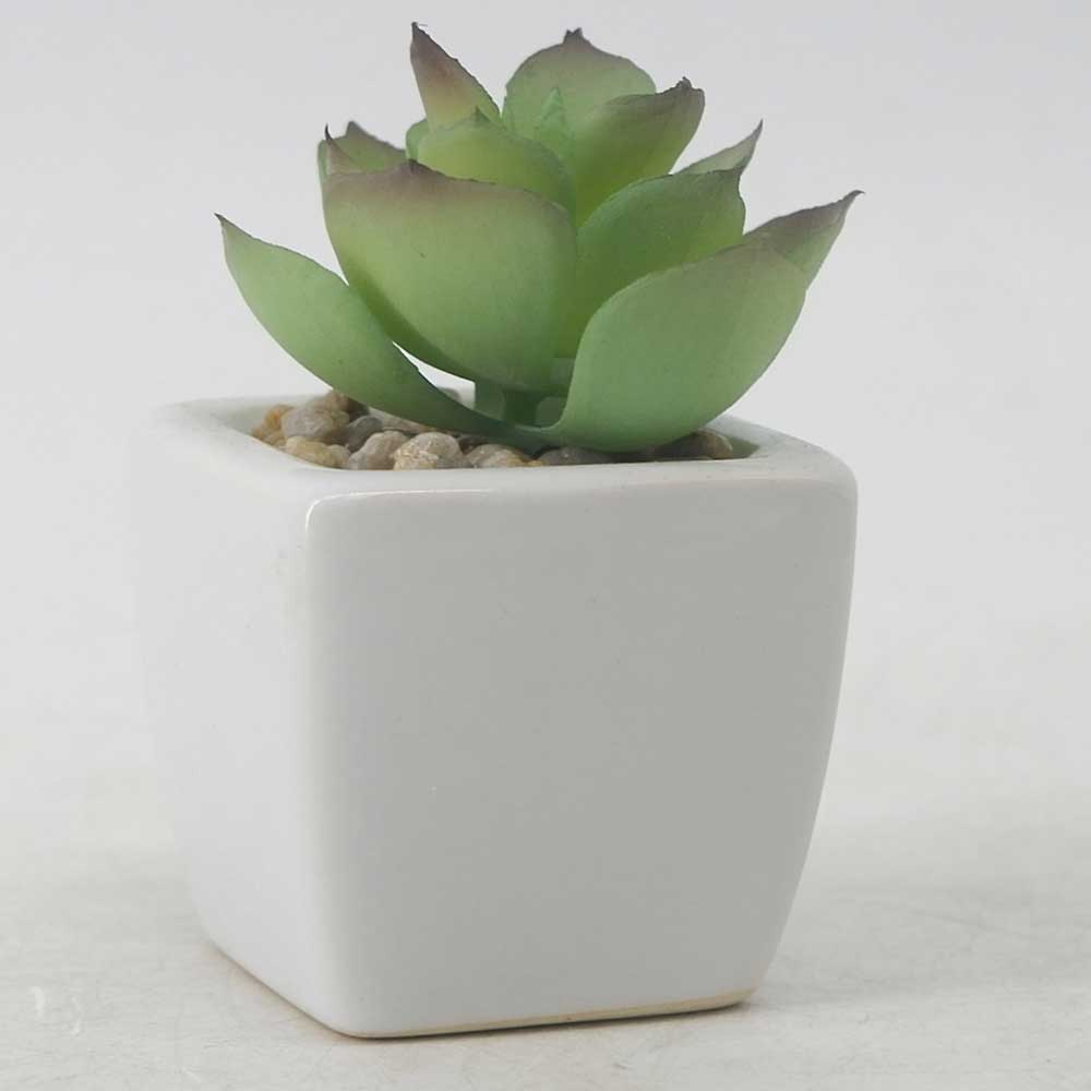 MC19-7719P Succulent Single