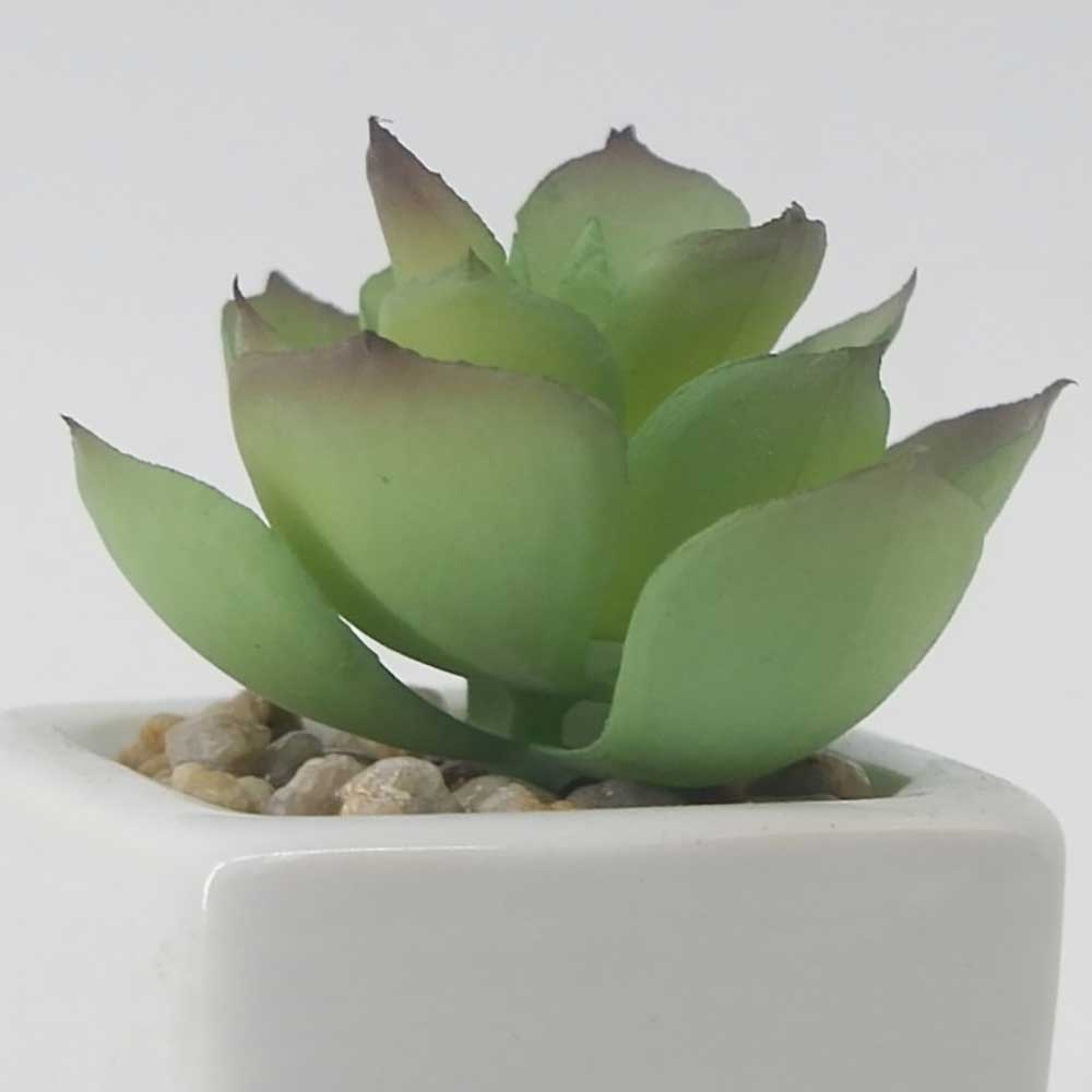 MC19-7719P Succulent Single