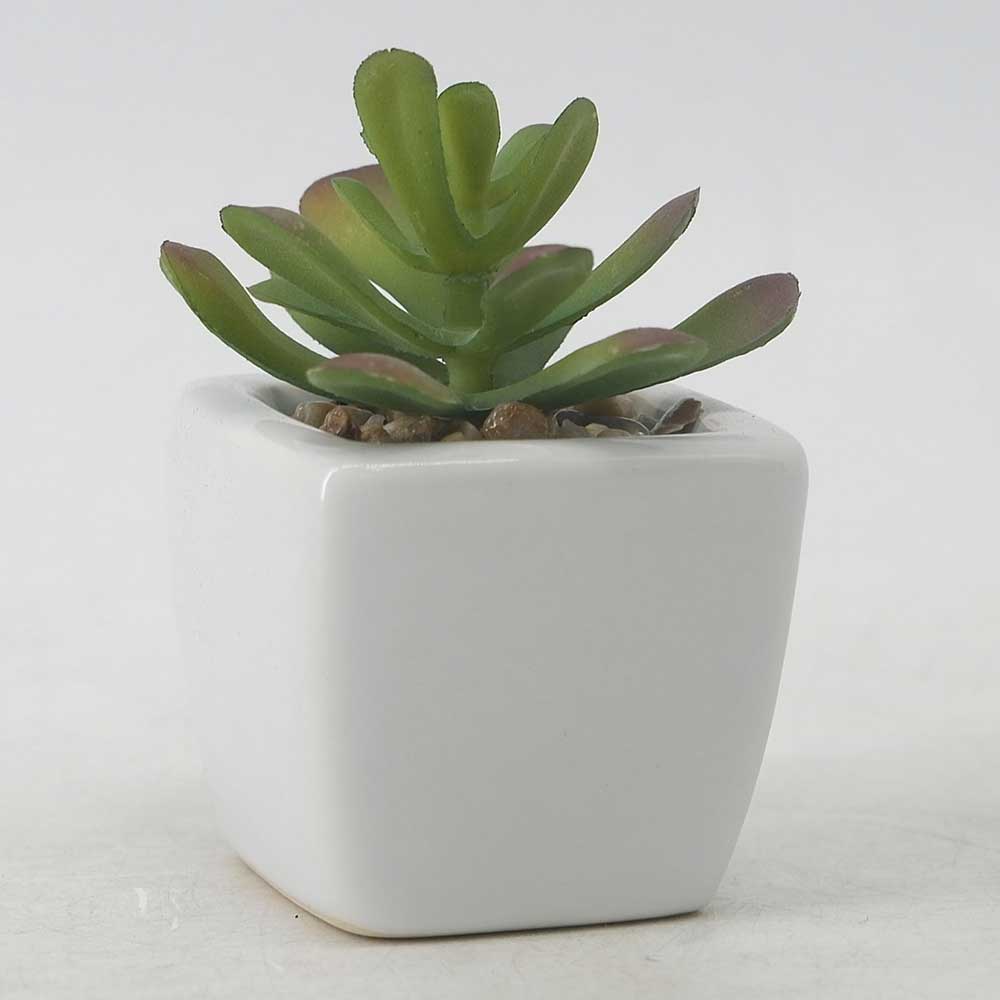 MC19-7719P Succulent Single
