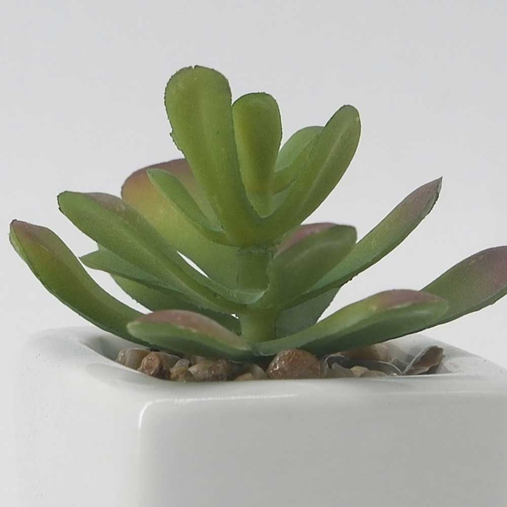 MC19-7719P Succulent Single