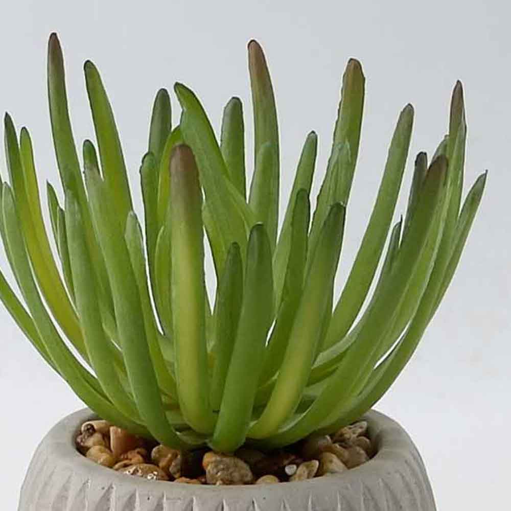 MC20-9726S Succulent Single