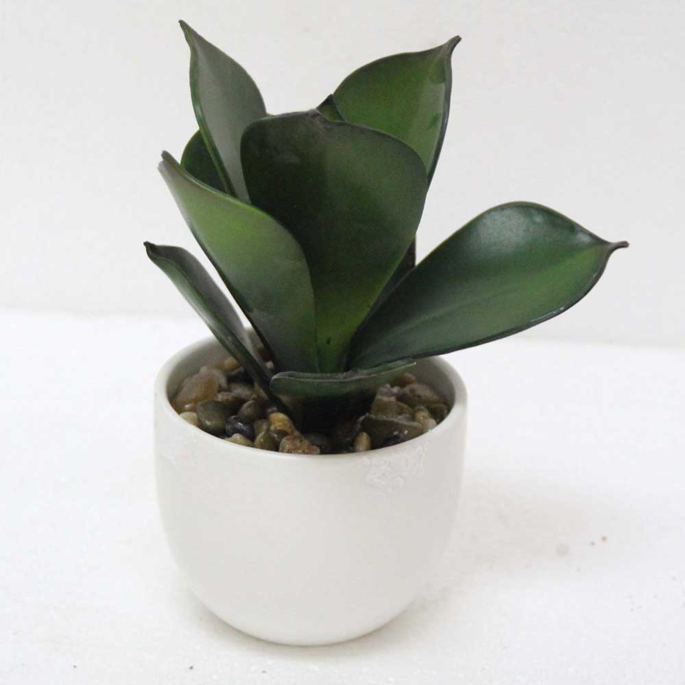 MC2578 Succulent Single