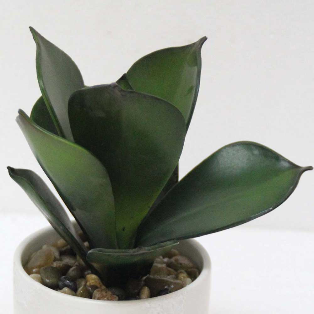 MC2578 Succulent Single