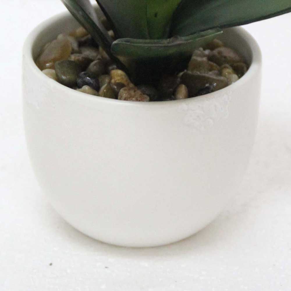 MC2578 Succulent Single