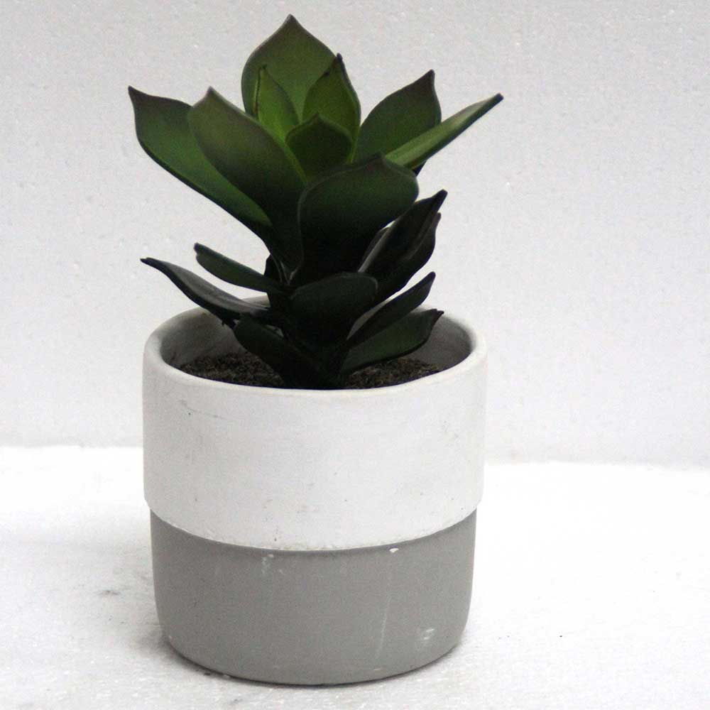 MC2809 Succulent Single